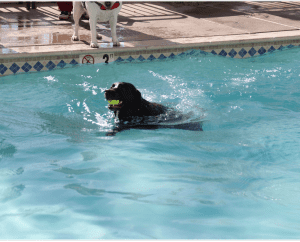 Dog swimming in a pool with tennis ball in mouth